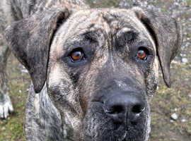 Presa Canario Female Rehome