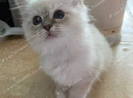 Top Quality Pedigree Birman Kittens