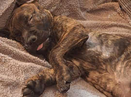Presa canario x American bulldog