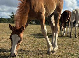 Chestnut colt Welsh d