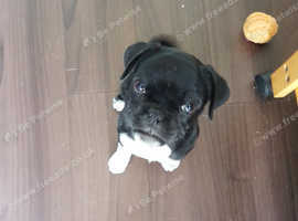 Male pug x chi