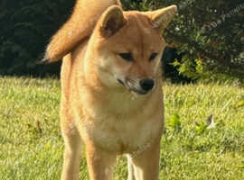 Shiba Inu Female Puppy