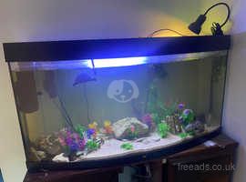 4 Musk Turtles and set up