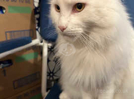 White maincoon male cat