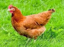 Columbian blacktail point of lay pullets