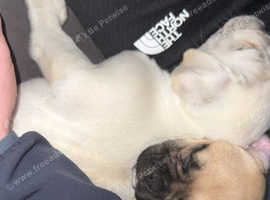 2x girl jug dogs