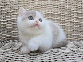 Champion   lines British Shorthair