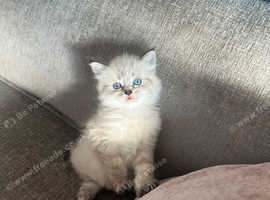 Last boy ragdoll kitten