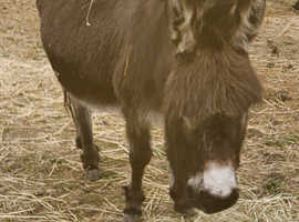 Mediterranean Miniature Donkey Jenny