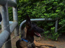 belgium malinois