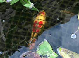 Large Goldfish for sale
