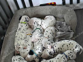 beautiful KC registered litter of Dalmations