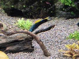 Mollies / Sword tails / Platys all for free