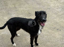 Collie whippet bedlington greyhound