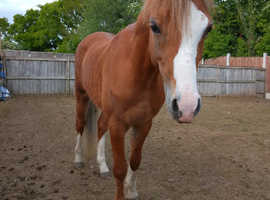 Stunning Welsh c colt