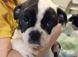 Boston Terrier/English Bulldog puppies