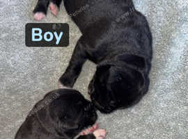 Cane Corso X American Bulldog