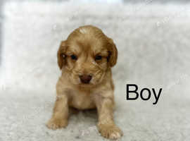 4 lovely Cockapoo puppies