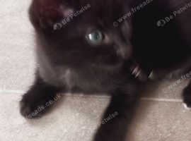 4 kittens