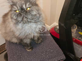 Smoke Persian Cat In Bridgwater On Freeads Classifieds - Persians ...