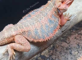 High end beardies at pet prices