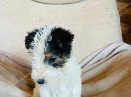 Fox terrier puppies for sale
