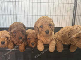 STUNNING RED COCKAPOO PUPPIES