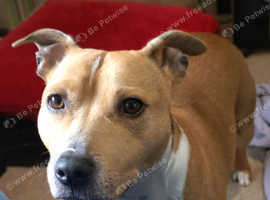 3 year old neutered male - stitch