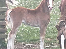 Welsh section c chestnut filly foal