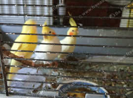 Lutino adult pair cockatiel