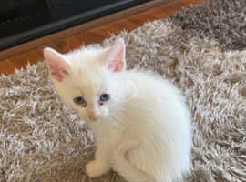Kittens for sale two white babys