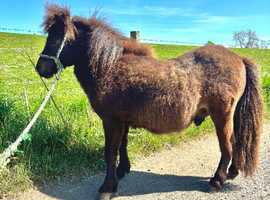 Miniature Shetland Yearling Colt