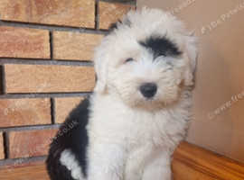 Ikc registered old english sheepdogs