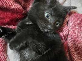 2 black Turkish angora kittens