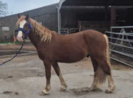 Welsh Sec C