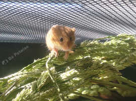 Baby harvest mice for sale