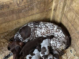 Gamekeeper bred German Shorthaired Pointer pups