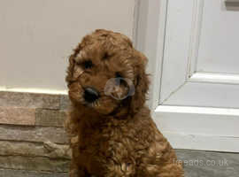 Miniature poodles near me hotsell for sale