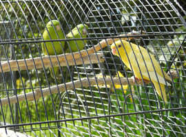 Lineolated parakeets