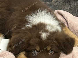 Last little boy brown tri with blue eyes