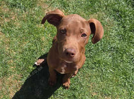 Female Chocolate Weimaraner 6mths