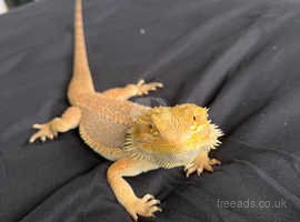 Meet the bearded dragons of a Pine Island rescue