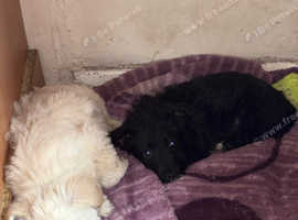 Westiepoos