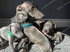 3 Boy Italian greyhound puppies