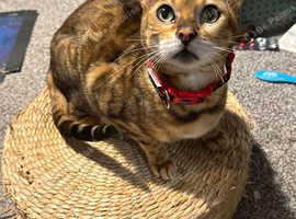 Female Bengal