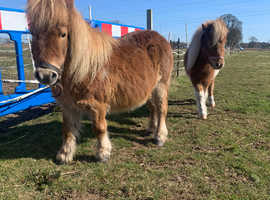 Field for three Shetland ponies