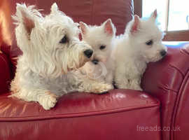 Beautiful West Highland White Terrier Puppy's