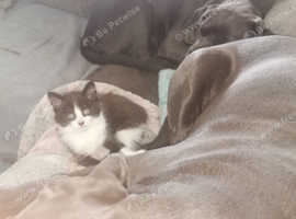 Black white female kitten for sale