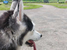 Husky Girl Available