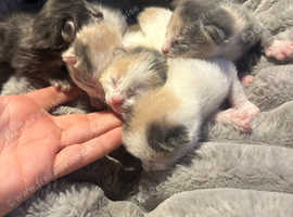 Ragdoll cross kittens